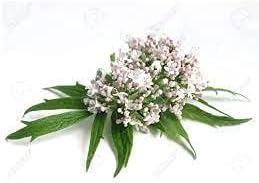 Organic Premium Valerian Root Cut Sifted - 2oz The Bloomin Herb Shoppe Valeriana wallichii Fresh Potent Tea Tincture