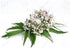 Organic Premium Valerian Root Cut Sifted - 2oz The Bloomin Herb Shoppe Valeriana wallichii Fresh Potent Tea Tincture