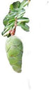 Spruce Hemlock Essential Oil (Tsuga Canadensi) 100% Pure Grade - 5 ML