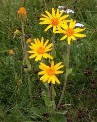 Arnica Flowers Dried | 6oz | Salves Ointment | Heterotheca inuloides | The Bloomin Herb Shoppe