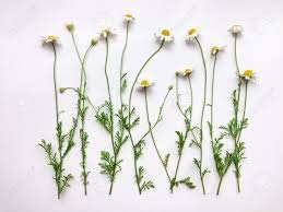 Wildcrafted German Chamomile Dried Powder - 4oz Matricaria Chamomilia Tea from The Bloomin Herb Shoppe