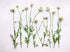 Wildcrafted German Chamomile Dried Powder - 4oz Matricaria Chamomilia Tea from The Bloomin Herb Shoppe