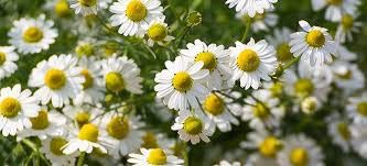Wildcrafted German Chamomile Dried Powder - 4oz Matricaria Chamomilia Tea from The Bloomin Herb Shoppe