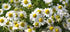 Wildcrafted German Chamomile Dried Powder - 4oz Matricaria Chamomilia Tea from The Bloomin Herb Shoppe
