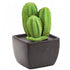 Tri Cactus, Non-Electric Ceramic Diffusers for Essential Oils and Aromatherapy Fragrance, White Ceramic Diffusers