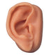 3B Scientific N15/1R SKINlike Silicone Right Acupuncture Ear Model, 3.7" x 2.4" x 1.6"