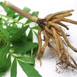 Organic Valerian Root Capsules - 500mg Herb Extract Supplement - 100 Pills for Relaxation and Sleep Support