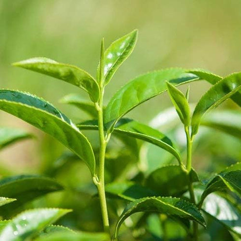 Airomé Tea Tree Essential Oil, 15ml