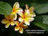Kona Natural Body Care Bar Soap, 3-Pack