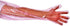 50pcs Disposable Long Plastic Gloves - Veterinary Insemination Gloves, Full Arm Long Sleeve