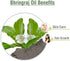 Salvia Bhringraj Oil (Eclipta alba) 100% Pure & Natural, Undiluted Cold Pressed Premium Oil for Aromatherapy