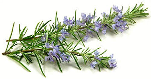 Silky Scents 100% 1OZ-30ML Rosemary Verbenone Organic Essential Oil (Rosemary CT Verbenone) Pure and Natural