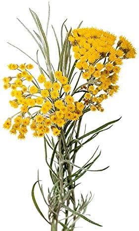 ArOmis Helichrysum Gymnocephalum Essential Oil - Organic - 100% Pure Premium Grade Oil - 10mL (.34 Fl Oz) - for Aromatherapy Diffusers -