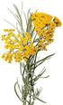 ArOmis Helichrysum Gymnocephalum Essential Oil - Organic - 100% Pure Premium Grade Oil - 10mL (.34 Fl Oz) - for Aromatherapy Diffusers -