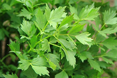 Health Embassy Lovage Leaf | Levisticum Officinale L | 100% Natural (50g)