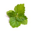 US Organic 100% Pure Patchouli Essential Oil, USDA Certified Organic, Steam Distilled, 10 ml / .33 fl oz