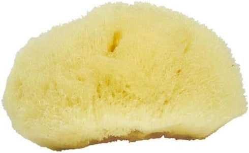 Sea Soft Silk Sponge for Cosmetic Use, Facial Cleansing, 3-4 Inches