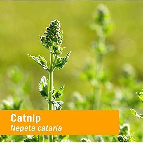 Herb Pharm Certified Organic Catnip Liquid Extract, 1 Fl Oz for Calming Support