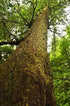 Spruce Hemlock Essential Oil (Tsuga Canadensi) 100% Pure Grade, 5 ML