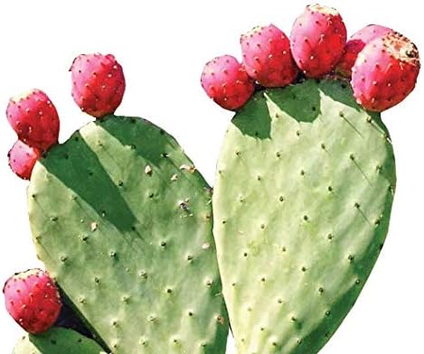 Immune 10 Oz (28 Maxx Herb Red Nopal Cactus Powder, Prickly Pear Powder - for Digestion & Support, High in Dietary