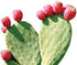 Immune 10 Oz (28 Maxx Herb Red Nopal Cactus Powder, Prickly Pear Powder - for Digestion & Support, High in Dietary