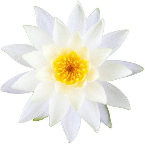 Shudh Aura Pack, Set 3 100% 5 ML Lotus Essential Oil Combo of Bottles, Pink Lotus, Blue Lotus, White Lotus, Pure