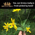Royal Arnica Salve, Organic Bruise Care and Skin Recovery Balm, 2 oz, Natural Arnica Oil for Muscles and Joints