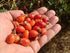 US Organic Rosehip Seed Oil, 4 oz - USDA Certified Organic, Cold Pressed in Amber Glass Bottle