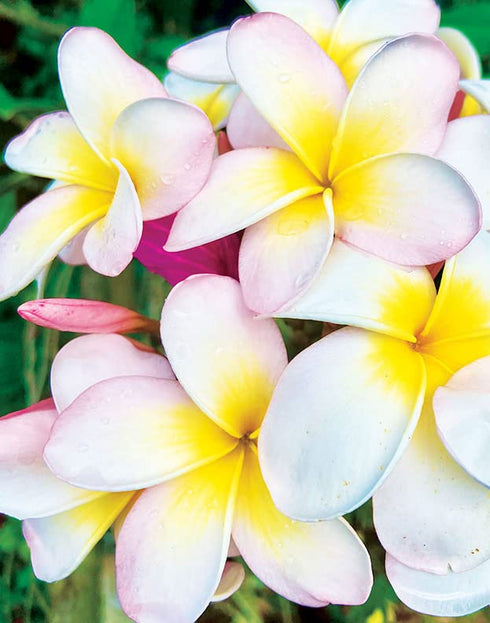 Island Soap and Candle Works Plumeria Blossom Scented Body Lotion, 8.5 Fl Oz for Men and Women