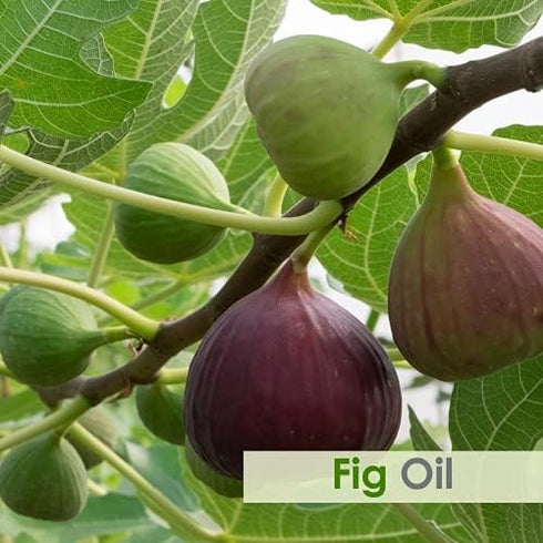 Salvia Fig Oil Pure and Natural Fig Oil I Skin Care (Moisturize, Nourish, Rejuvenate) ,Hair Care (Prevent Dry Brittle and Split Ends) Aromatherapy Oil 30 ML