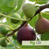 Salvia Fig Oil Pure and Natural Fig Oil I Skin Care (Moisturize, Nourish, Rejuvenate) ,Hair Care (Prevent Dry Brittle and Split Ends) Aromatherapy Oil 30 ML