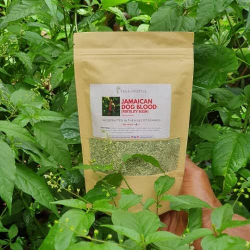 Yaga Lifestyle Jamaican Dog Blood Bush | Fertility Herb