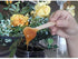 Gmark 4" Mini Wooden Spoons, 100 ct, Biodegradable Birchwood