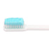 Prepasted Reusable Toothbrush, 30 Pack, Made in the USA