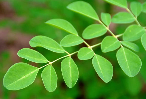 Starwest Botanicals Certified Organic Moringa Oleifera Leaf | Great for Drinks, Teas & Smoothies, 4 Ounce