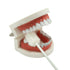 Oral Mouth Swabs Sponge, Untreated and Unflavored for Baby & Elderly, 150 Counts