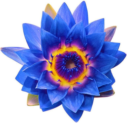 Shudh Aura Pack, Set 3 100% 5 ML Lotus Essential Oil Combo of Bottles, Pink Lotus, Blue Lotus, White Lotus, Pure