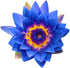 Shudh Aura Pack, Set 3 100% 5 ML Lotus Essential Oil Combo of Bottles, Pink Lotus, Blue Lotus, White Lotus, Pure