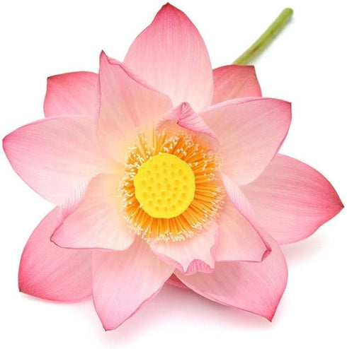 Shudh Aura Pack, Set 3 100% 5 ML Lotus Essential Oil Combo of Bottles, Pink Lotus, Blue Lotus, White Lotus, Pure