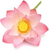 Shudh Aura Pack, Set 3 100% 5 ML Lotus Essential Oil Combo of Bottles, Pink Lotus, Blue Lotus, White Lotus, Pure