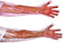 50pcs Disposable Long Plastic Gloves - Veterinary Insemination Gloves, Full Arm Long Sleeve