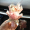Mini Dried Flowers Bouquet for Car Air Vent Clips, Car Air Fresheners, Interior Accessories
