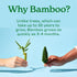 Caboo Tree Free Paper Towels, 6 Rolls, Eco Friendly, Sustainable Kitchen Paper Towels with Strong 2 Ply Sheets