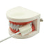 Oral Mouth Swabs Sponge, Untreated and Unflavored for Baby & Elderly, 150 Counts