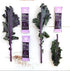 Amazing Grass Greens Superfood Antioxidant Powder: Organic Spirulina, Beet Root, Elderberry & Probiotics, Sweet Berry,