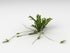 Health Embassy Silverweed Herb | 100% Natural Potentilla Anserine L. (50g) - Anserinae Herba