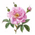 The Parfumerie 1/3 oz. 10ml (10 ML Bottle of Amber Rose Grade A Perfume Oil Alcohol Free Rollon Bottle)