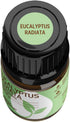 Rocky Mountain Oils Eucalyptus Radiata Essential Oil - Aromatherapy for Diffuser, Topical, Home - 15ml