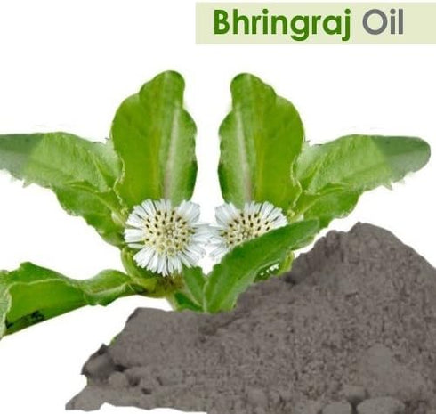 Salvia Bhringraj Oil (Eclipta alba) 100% Pure & Natural, Undiluted Cold Pressed Premium Oil for Aromatherapy