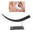 HURRISE Large Eyelash Display, Eyelash Model Display Training Tools with Acrylic Stand for Teaching False Eyelashes